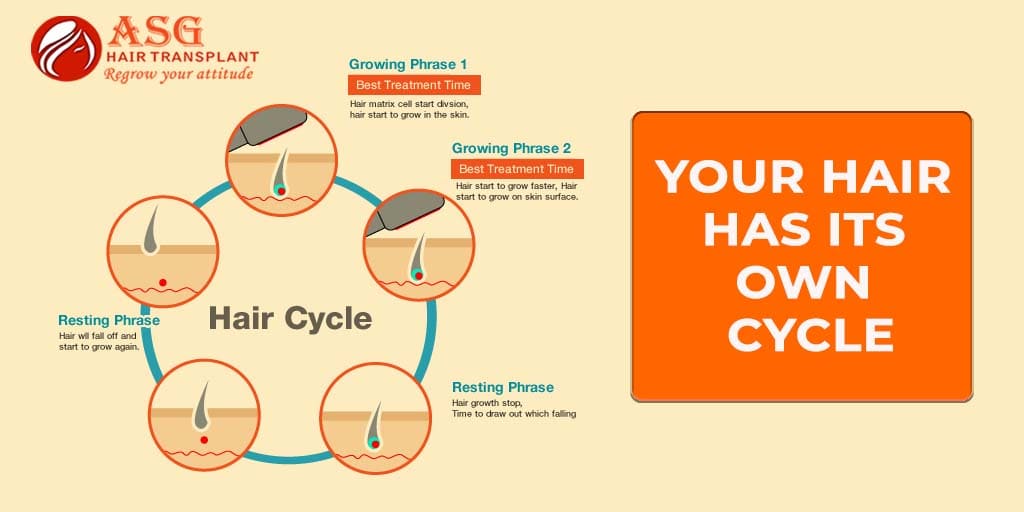Your Hair Has Its Own Cycle 